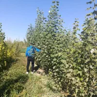 نـهــالـهـای پــیوندی وغـیرپیوندی واصــلاح شده