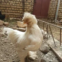 مرغ و خروس سلطان