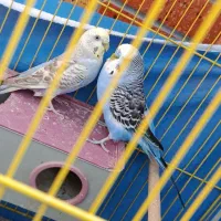 یک جفت مرغ عشق تخمگذار تضمینی|پرنده|شاهینشهر, شهرک گلدیس|دیوار