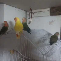 طوطی برزیلی|پرنده|اصفهان, فرودگاه شهید بهشتی|دیوار