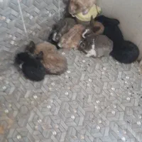 ۱۰ عدد خرگوش|موش و خرگوش|بیرجند, |دیوار