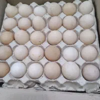 تخم مرغ محلی اورگانیک  گران نخر