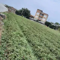 فروش بوته توت فرنگی