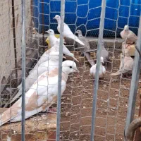 پرنده ای رام