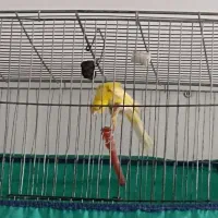 قناری|پرنده|فردوسیه, |دیوار