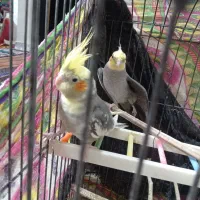 یک جفت عروس هلندی عتیقه|پرنده|ایرانشهر, |دیوار