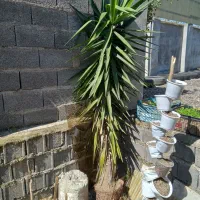 گل یوکا نخل یوکا غولپیکر اندازه دیوار