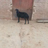 بره ماده درجه یک زمانتی عروسک