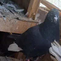 کبوتر پرشی|پرنده|جیرفت, |دیوار