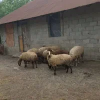 فروش بره نر