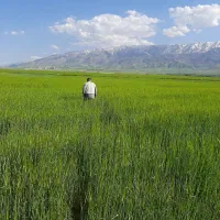 زمین دیم کشاورزی|فروش دفتر صنعتی، کشاورزی، تجاری|نهاوند, |دیوار