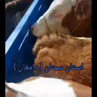 شیرخواروخوراک خور|حیوانات مزرعه|بیستون, |دیوار