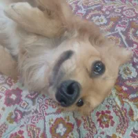 سگ پامرین نر یک ساله خیلی بازیگوش و زرنگ واکسناشم|سگ|زاهدان, |دیوار