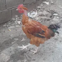 خروس