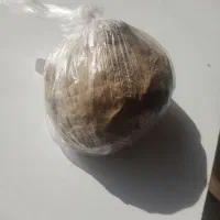 تلف گوسفندی