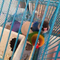 طوطی برزیلی نر و ماده جفت با قفس|پرنده|کرج, شهرک یاس جنوبی|دیوار