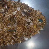 خوارک پرنده عمده و خرده|لوازم جانبی حیوانات|رفسنجان, |دیوار