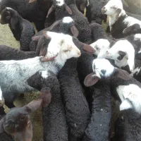 بره شیری آغوز خورده|حیوانات مزرعه|قم, ولیعصر|دیوار