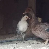 اردک نر و ماده بالغ و یک مرغ کاکلی مینیاتوری|پرنده|بجستان, |دیوار