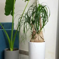 لیندا و بابا آدم بزرگ و برگ انجیری