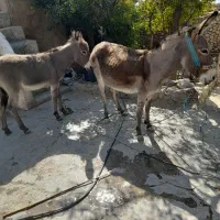 الاغ ماده|حیوانات مزرعه|کوهمره, |دیوار