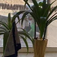 اجاره زیر زمین یک خواب پردیس جنوبی