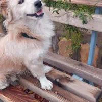 اشپیتز روباهی زیبا