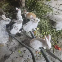 خرگوش
