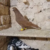 شامی پولکی کرمونی نر|پرنده|مشهد, کارمندان دوم|دیوار