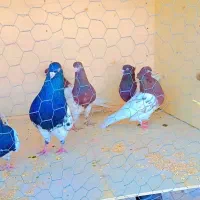 کبوتر کله ای و سینه ای سرخ .سیاه .زرد|پرنده|سمیرم, |دیوار