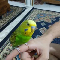 یک عددمرغ عشق دستی|پرنده|شیراز, کوشک میدان|دیوار