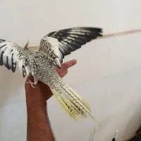 عروس هلندی مرواریدی