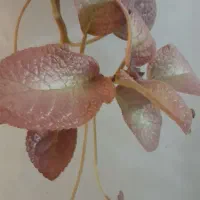 گلها