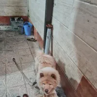 سگ چاوچاو|سگ|محلات, |دیوار