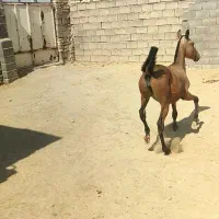 کره اسب ماده سر ودمگیر|اسب و تجهیزات اسب‌سواری|حبیب آباد, |دیوار