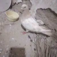 گومه.شوده