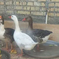 تعدای غاز