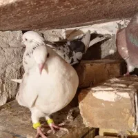 200|پرنده|سیلوانه, |دیوار