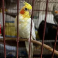 جفت عروس هلندی|پرنده|دوگنبدان, |دیوار