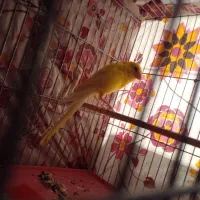 ماده قناری رسمی بلند طلا اماده