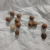 مهره های کهنه وقدیمی