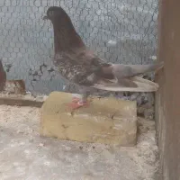 کبوتر ب شرط