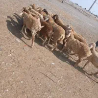 بره نر