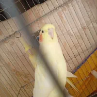 عروس هلندی نرو ماده سالم|پرنده|شریف‌آباد, |دیوار