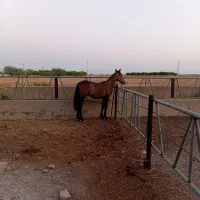 کره اسب