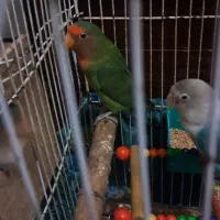 طوطی برزیلی|پرنده|اهواز, بیست متری شهرداری|دیوار