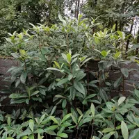 نهال نارنج شیرازی،ازگیل ژاپنی(انبوه)،سرونازشیرازی|خدمات باغبانی و درختکاری|لاهیجان, بازکیاگوراب|دیوار