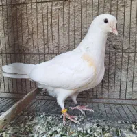 کبوتر جوجه جیر سفید پرشی