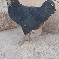 خروس گلین ریشی چهل تاج بدون پر رنگی