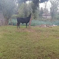گاو